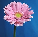 プリティマーメイド 生花 切花 切り花 ガーベラ ミニ ローラなど 5本