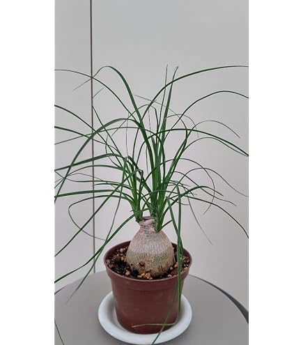 Amazon｜トックリラン ポニーテール ノリナ 観葉植物 鉢植え