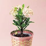 母の日ギフト 花 人気商品 鉢植え (花キリン 八福神)