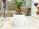ガジュマル 観葉植物 鉢植え インテリア ガジュマルの木 ホワイトキューブポットSサイズ