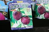 【果樹苗】【接木】　スモモ　貴陽　一年生　【送料込価格】