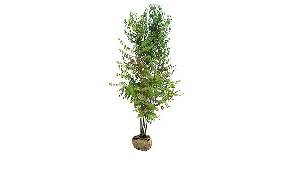 Amazon カツラ株立ち 樹高2 5m前後 落葉 高木 良好株 シンボルツリー 庭木 植木