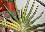 Sansevieria pearsonii - syn: Sansevieria deserti - 10 seeds