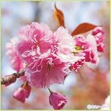 桜(サクラ)苗木 関山(カンザン)