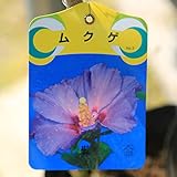 庭木苗：ムクゲ　品種お選びください！B群　ちょうど良い大きさ！ (紫盃)