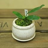 希少品種　観葉植物:コバルトシダミクロソリュム(ミクロソリウム)*陶器鉢　受け皿付 (白)