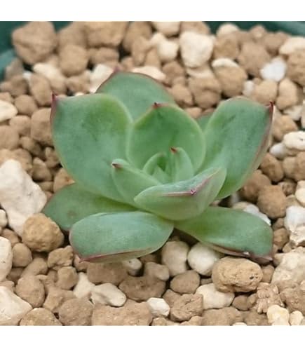 ❤️専用❤️ミックスベリア❤️ピーチック❤️抜き苗♪               札なし ❤️専用❤️ミックスベリア❤️ピーチック❤️抜き苗♪ 札なし お