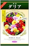 矮性ダリア