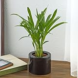 【日比谷花壇|観葉植物】お手入れかんたん観葉植物「アレカヤシ(ブラック)」