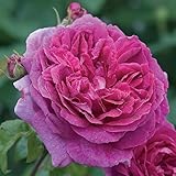バラ苗 ヤングリシダス 大苗ＥＲ6Ｌ専用角鉢入 イングリッシュローズ 紫系