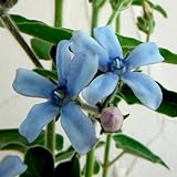 オキシペタラム：ブルースター3.5号ポット 4株セット[ すがすがしいブルーの五弁花] ノーブランド品