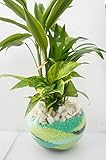 園芸農家から新鮮な苗をお届けします。　ハイドロカルチャー　観葉植物　【寄せ植え３種】　バブルボール18