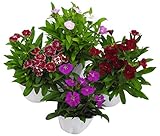 花市場直送便 花苗・なでしこMIX【8入】