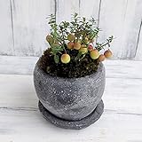 [実付き]大実つるこけもも鉢植え／ロゼッタボウル黒（直径11cm・皿付き） ノーブランド品