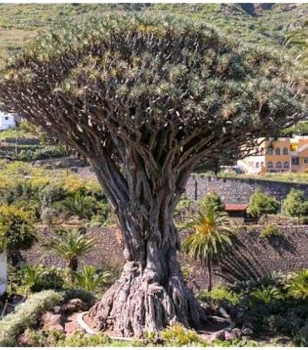 Amazon｜【種子】アダンソニア・ディギタータ 10粒 Adansonia