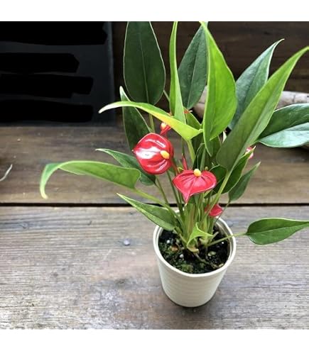 Amazon.co.jp: アンスリウム ドラヤキ×レッドクリスタリナム 種1粒