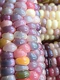 グラスジェムコーン　世界の貴重な宝石　無農薬栽培の種子 (20粒)
