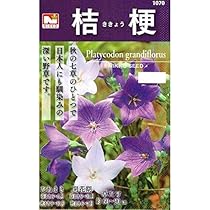 桔梗 51DeRmq3VgL._AC_UL210_SR210,