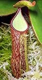 Nepenthes albomarginata brown speckle var. giant - pitcher plant - 5 seeds