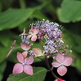 【2018年春～　開花見込み株】ヤマアジサイ「土佐の暁」