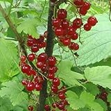 カシス：赤フサスグリ（レッドカーラント）4～5号ポット[半日陰での栽培に！][果樹苗木] ノーブランド品