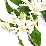 (山野草)ホトトギス(杜鵑草) 白花 3号(1ポット) 本州・四国限定[生体]