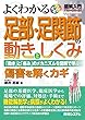 図解入門 よくわかる足部・足関節の動きとしくみ