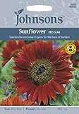 英国ミスターフォザーギルズシード＆ジョンソンシードSunflower Red Sun サンフラワー・レッド・サン