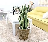 【ブルーミングスケープ】サンスベリア 7号 バスケット鉢カバー