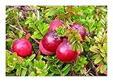 Vaccinium macrocarpon - Cranberry - 20 seeds