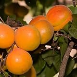 アンズ 苗木 【ハーコット】 1年生 接ぎ木 ポット苗