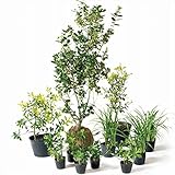 オンリーワン　目的で選ぶ　植栽セット　ハッピー　チャイニーズホーリー　鬼門除け　SZ6-SET08