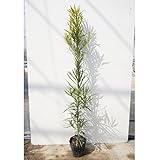 【5本セット】 イヌマキ 樹高0.8m前後 15cmポット (犬槇) いぬまき 苗木 植木 苗 庭木 生け垣