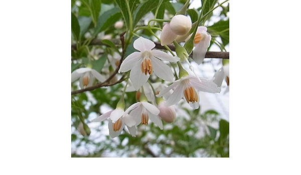 Amazon Co Jp エゴノキ エメラルド パゴダ8号ポット 大輪花を咲かせるエゴノキ 花木の苗木 Diy 工具 ガーデン