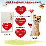 誕生日用　ギフトパッケージ　エイチツーオー　ガラス花瓶持ちドッグ　柴犬