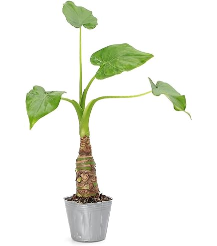 Amazon｜（観葉植物）アロカシア ククラタ シマクワズイモ 2号ロング