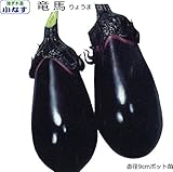 なす 苗 竜馬 超極早生種 小ナス用にも 茄子 9cmポット (接ぎ木苗)