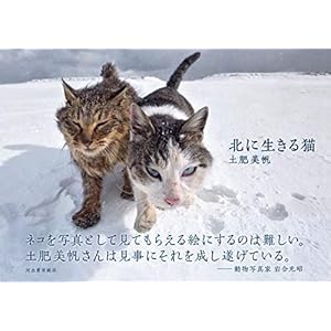 北に生きる猫 北に生きる猫