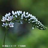 山野草:オカトラノオ (丘虎の尾) 素掘り苗5株