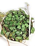 ハートカズラ　ラブチェーン　セロべギア　多肉植物　グリーン　吊鉢　観葉植物