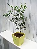 オリーブ　“ルッカ”ライトイエローの鉢入り