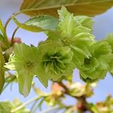 桜 苗木 御衣黄(ギョイコウ) 12cmポット苗 さくら苗