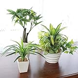 山久 グリーンミニポットパキラ含む3点セット 1704-9935【CT触媒加工】【人工観葉植物】【造花】