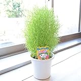 相武ガーデン ほうき草(コキア) 5寸プラスチック鉢 高さ約45cm