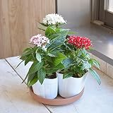 相武ガーデン 花苗 夏に強いペンタス3色セット