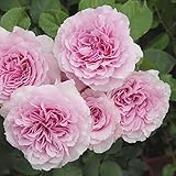 バラ苗 風謝（ふうしゃ） 国産新苗植え替え6号スリット鉢 ハイブリッドティー(HT) 四季咲き大輪 ピンク系（Ｆ＆Ｇローズ ネオモダンシリーズ）