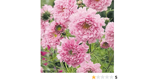 花の種 ３０粒 コスモス ダブルクリックローズボンボン 秋桜 Fodexpo Com Co