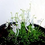 [食虫植物]ウサギゴケ（兎苔）：白花　3号ポット 2株セット[ミミカキグサ] ノーブランド品