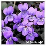 黒葉すみれ（ビオラ・ラブラドリカ） 10.5cmポット4苗