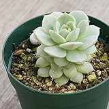 セイヤ 静夜 7.5cmポット エケベリア Echeveria derenbergii 福岡県産 多肉植物 多肉 観葉植物 インテリアグリーン 寄せ植えに